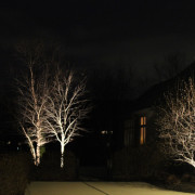 Landscape Tree Lighting
