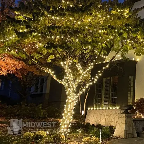 a tree with lights on it